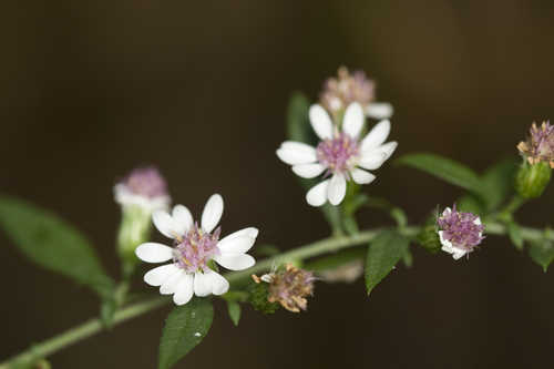 Symphyotrichum lateriflorum #27